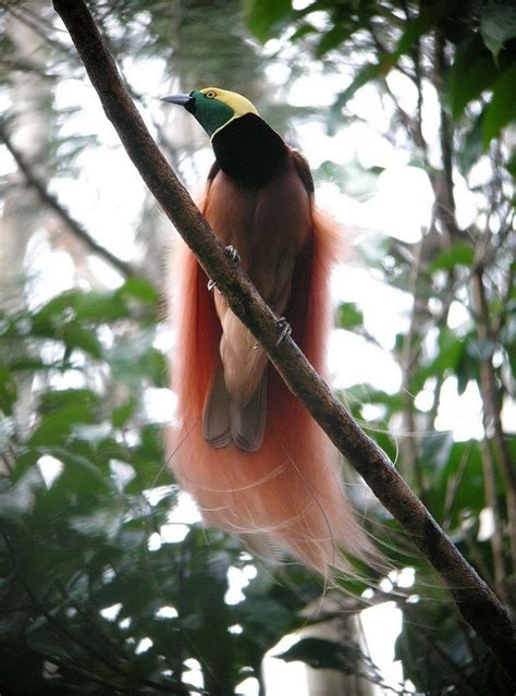 Raggiana Bird-of-Paradise - BirdForum Opus | BirdForum