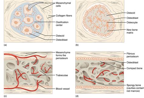 Endochondral Ossification Vs Intramembranous Ossification