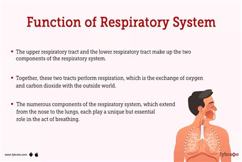 Respiratory System (Human Anatomy): Picture, Functions, Diseases, and Treatments