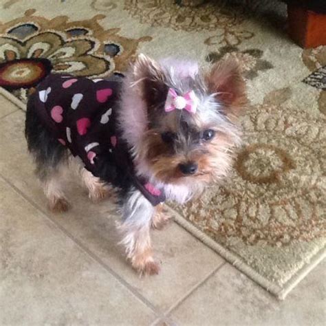 MICRO MINI TEACUP YORKIE FULL GROWN 2 POUNDS for Sale in Brooksville ...