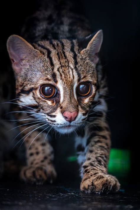 Asian Leopard Cat (Prionailurus bengalensis) - Wild Cats Magazine