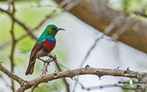 The Endemic Birds of South Africa - Birding Ecotours