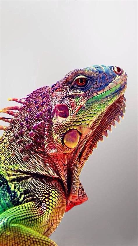 Rainbow Iguana by Edmonto on DeviantArt