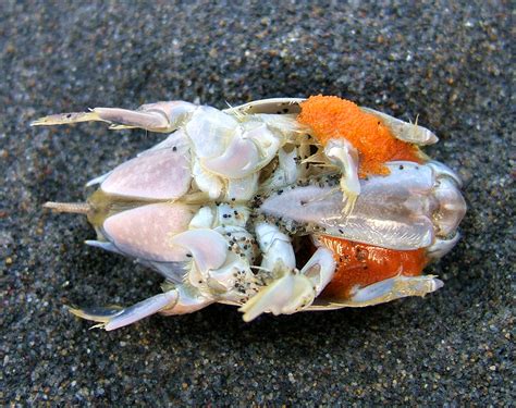 Pacific Mole Crab - a photo on Flickriver