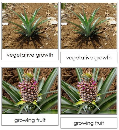 The Pineapple Life Cycle 3-part Cards & Charts Montessori - Etsy