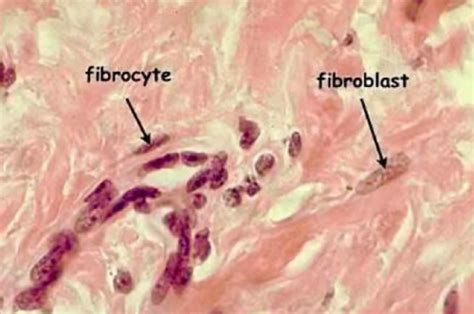 Histology chapter 5 Flashcards | Quizlet