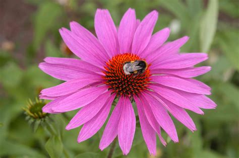 12 Types of Wildflowers for Summer Gardens