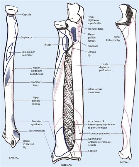 [DIAGRAM] Labeled Diagram Of The Ulna FULL Version HD Quality The Ulna - MYDIAGRAM.ONLINE