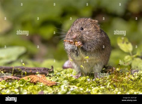 Field vole or short-tailed vole (Microtus agrestis) eating berry in natural habitat green forest ...