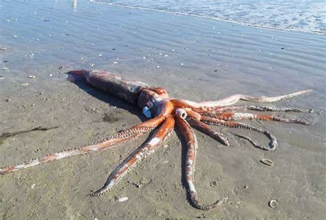 Giant Squid Pictures / GIANT SQUID found! (50-foot-long, washed-up on ...