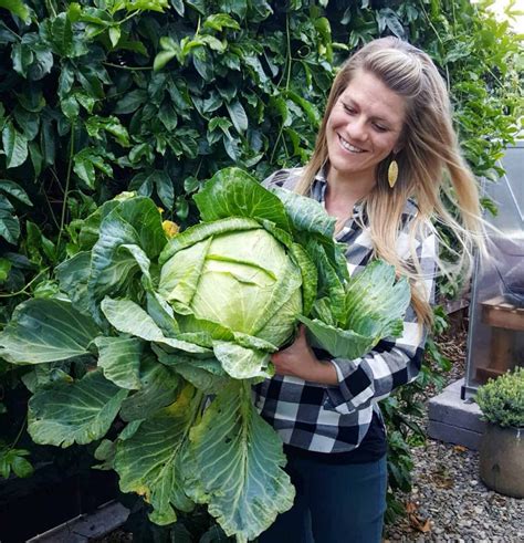 How to Grow Cabbage Seed to Harvest: The Ultimate Guide ~ Homestead and ...