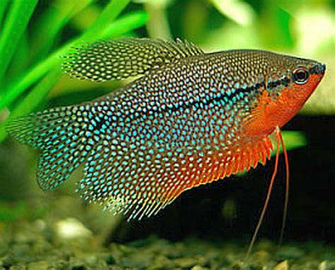 Pearl Gourami | Ikan akuarium, Ikan eksotis, Air tawar