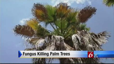 Fungus killing palm trees statewide