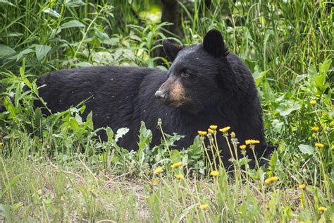 UMD Researchers Examine and Identify Black Bear Habitat Across Diverse Ecosystems in Florida to ...