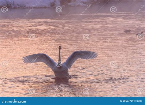 Swan Lake Winter Pink Sunset Stock Image - Image of tranquil, downy: 88637769