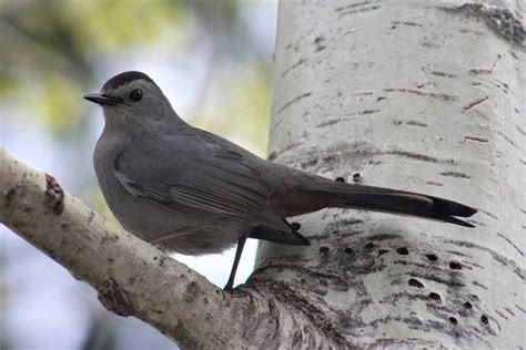 Gray Catbird - Call | Nest | Migration | Diet | Facts | Range | Song ...