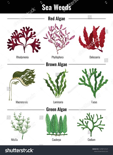 1,009 Types algae Images, Stock Photos & Vectors | Shutterstock