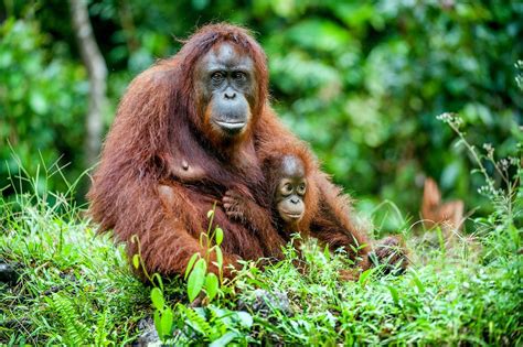 10 Endangered Animals to See (and Save) Before They’re Gone | Endangered animals, Bornean ...