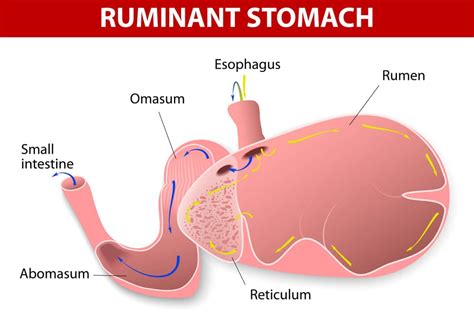 Treating Rumen Acidosis in Cattle﻿ | EcoFarming Daily