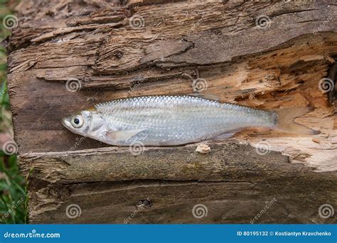 Bleak Fish on the Natural Background. Stock Photo - Image of freshwater ...