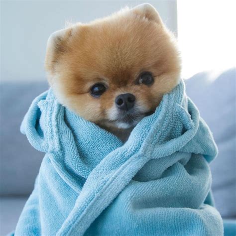 Jiff the Pomeranian is a Cute Little Dude With a Very Particular Set of Skills