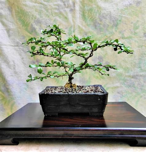 Bonsai Ehretia Microphylla, Furniture & Home Living, Gardening, Plants ...