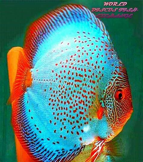 469 best Discus Fish images on Pinterest | Discus fish, Fish aquariums ...