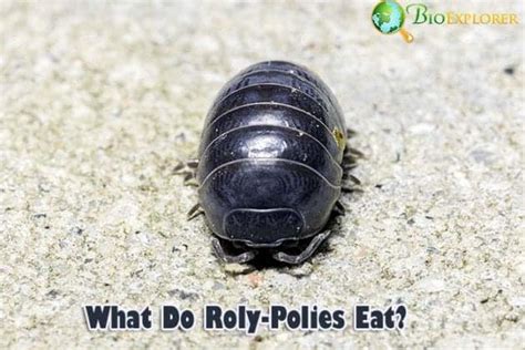 What Do Rolly Pollies Eat? | What Eats Rolly Pollies? | Biology Explorer