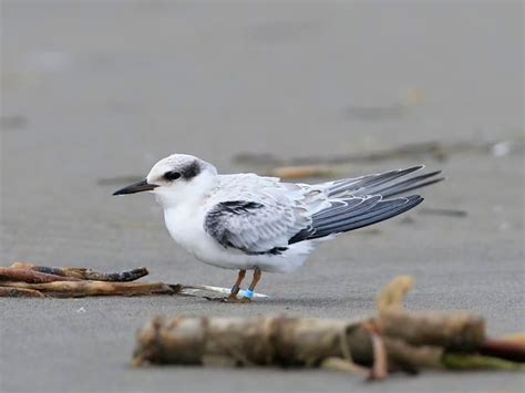 Least Tern Identification, All About Birds, Cornell Lab of Ornithology | Ornithology, Birds ...