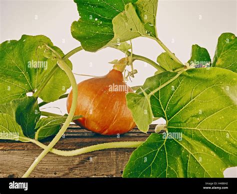 Pumpkin, Hokkaido pumpkin Stock Photo - Alamy