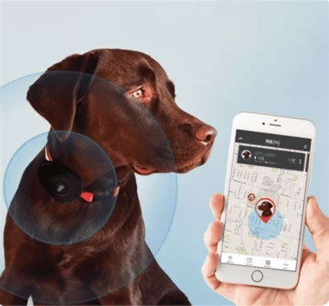 Best Dog GPS Tracker UK