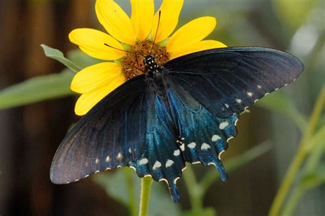 Pipevine swallowtail..host plant dutchman's pipevine. | Butterfly pictures, Swallowtail ...