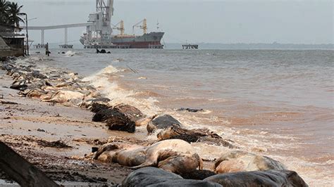 4,400 Dead Cows Are Decomposing in a Sunken Ship in a Brazilian River – Mother Jones