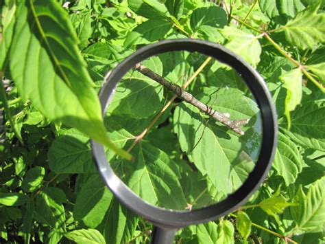 How-To: Make a Bug Habitat and Stick Insect | Make: