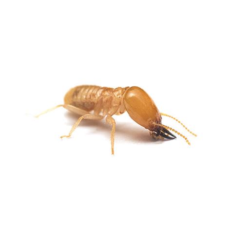 Subterranean Termite Identification & Behavior | Johnson Pest Control