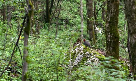 Western Tragopan: Quest for the Colourful Pheasant | Roundglass | Sustain