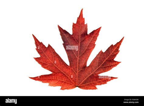 Full size rendering of beautiful Japanese maple leaf during Autumn season brightly colored on ...