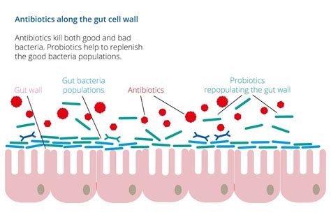 Taking probiotics with antibiotics | Probiotics Learning Lab