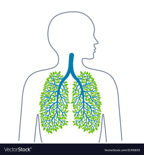 Human lungs healthy clean bronchial tree Vector Image