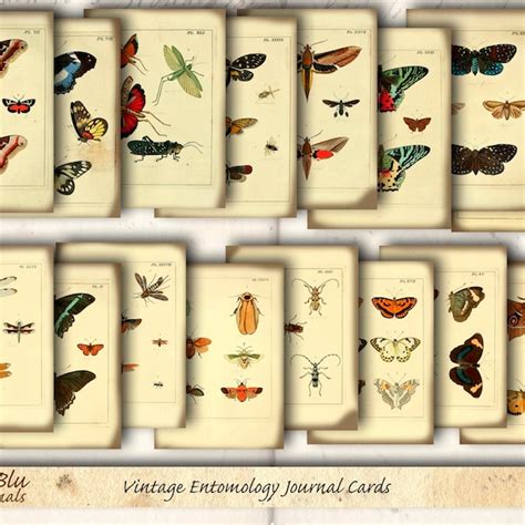 Entomology - Etsy