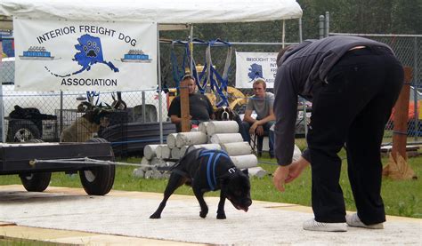 File:Dog weight pull.jpg - Wikimedia Commons