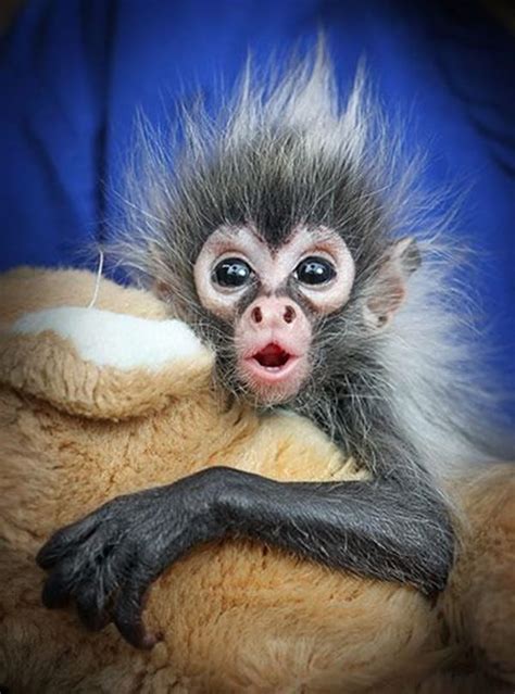 50 Adorable Baby Monkey Pictures That You Must See - Tail and Fur