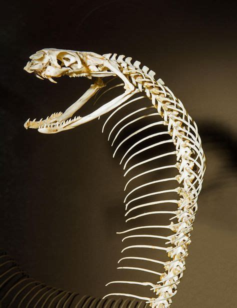 King Cobra Snake Skeleton by Millard H. Sharp in 2020 | King cobra snake, Cobra snake, King cobra