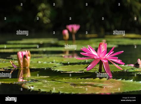 Victoria regia lily hi-res stock photography and images - Alamy