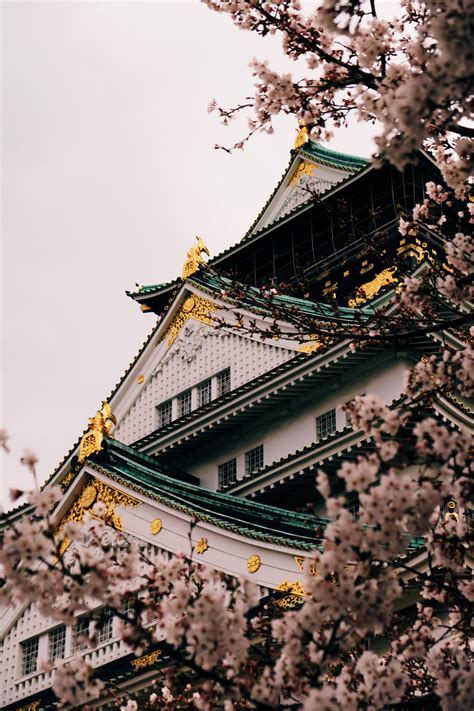 [OC] Osaka Castle + Cherry Blossoms : r/japanpics