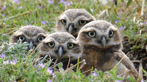 Endangered burrowing owls to be released on First Nations land in B.C. | CTV News