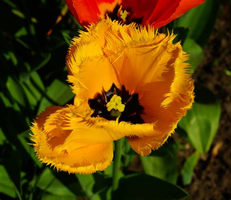 Free Images : field, petal, tulip, rose, flora, yellow flower, wildflower, crocus, macro ...
