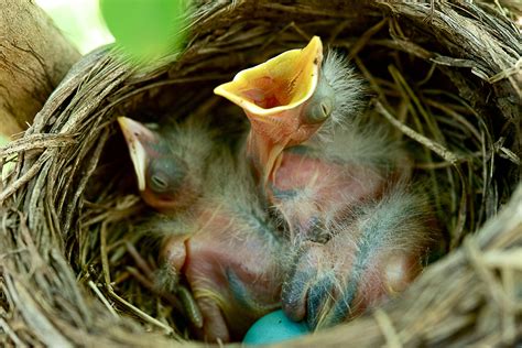 How to Offer Bird-Nesting Materials in Your Garden - The National ...