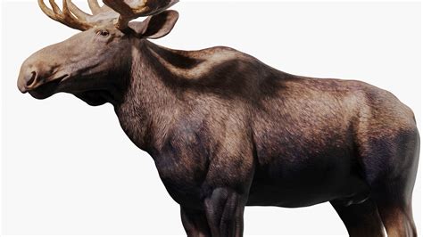 Moose 3D model - TurboSquid 1728781