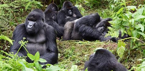 virunga national park gorillas - Afrik-Trek Holidays